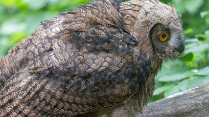 수리부엉이, 어린 새, Eurasian Eagle Owl, young bird