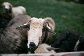 Portrait of a sheep standing in a herd. Lambs farm.