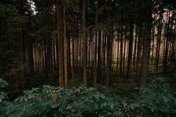 Mountain forest panorama. Natural background of the woods.