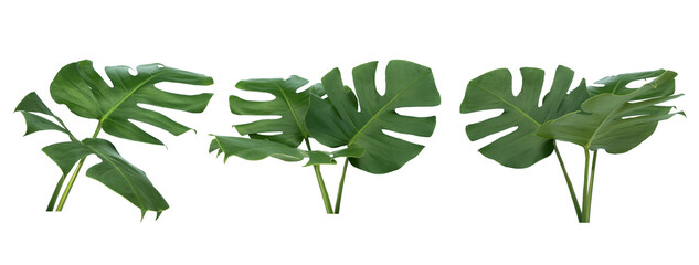 Plant leaves Green nature Tropical forest isolated on transparent background - png	
