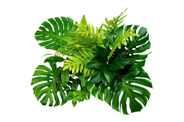 Plant leaves Green nature Tropical forest isolated on transparent background - png	