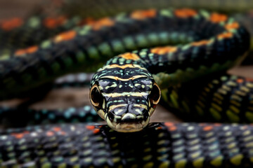 Paradise Tree Snake or Paradise Flying Snake (Chrysopelea paradisi) is a species of snake found in Southeastern Asia.