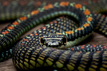 Naklejka premium Paradise Tree Snake or Paradise Flying Snake (Chrysopelea paradisi) is a species of snake found in Southeastern Asia.