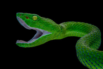 Barat Bamboo Pit viper (Trimeresurus popeiorum barati) is a venomous pit viper subspecies endemic to Indonesia.