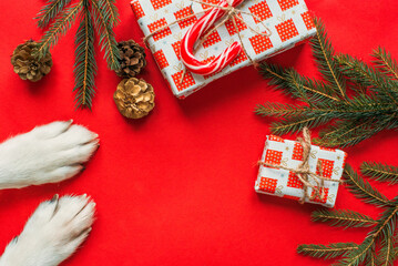 christmas background with cute dog paws - presents and decor on red copy space. 