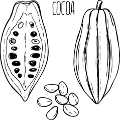 Cocoa black and white vector set isolated on a white background. Organic healthy food.