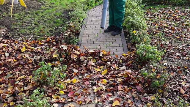 Unrecognizable man man take away dry autumn leaves using yard vacuum cleaner in the garden. Gardener clears leaves with a backpack blower. Low viewing angle.