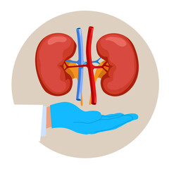 Doctor examining kidneys. Medicine, physiology and pharmacy research.  Flat modern vector illustration
