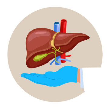 Anatomy structure hepatic system organ, digestive gallbladder organ. Human liver for medical drugs, pharmacy and education design. Flat modern vector illustration