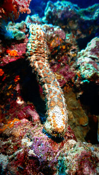 Underwater photo of sea cucumber. From a scuba dive in Thailand.