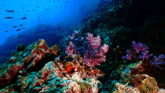 Underwater photo of a colorful soft coral reef