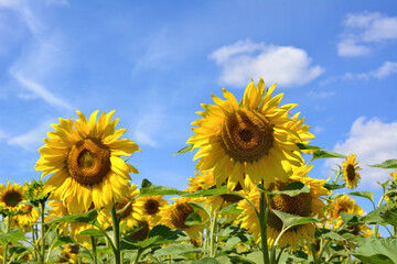 sunflower field isolated with flower heads with blue sky and clouds on background