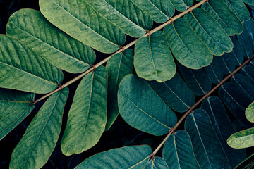 branch of tropical leaf background