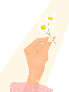 nature appreciation hand holding chamomile flowers on transparent background