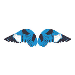 Bird Wings isolated on white