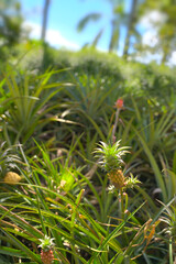Obraz premium Baby pineapples in the sun