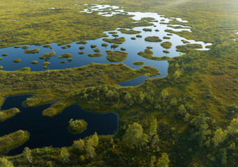 Swamp landscape, drone view. Yelnya Wild mire of Belarus. East European swamps and Peat Bogs. Ecological reserve in wildlife. Marshland with islands and pine trees. Swampy land, wetland, marsh, bog.