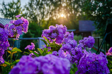 Blooming geraniums in the garden at dawn.