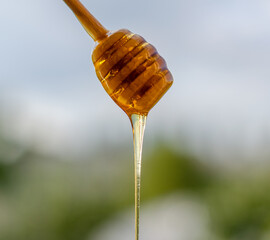 Honey drips from a wooden stick.
