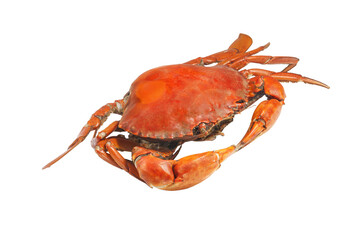 Ripe Crab with isolated © Tony A