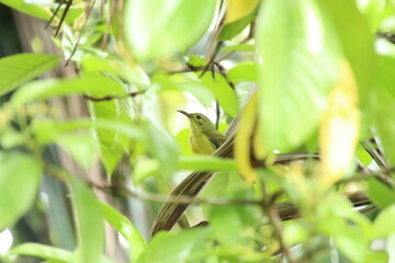 Brown Throated Sunbird on the tree tops