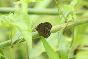 Bush Brown Butterfly on a blade of grass leaf