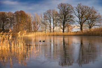 frosty lake with coot in the ice-free area. Trees on the edge and reeds in lake.