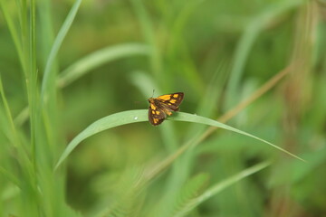 Common Bush Hopper Butterfly in a park