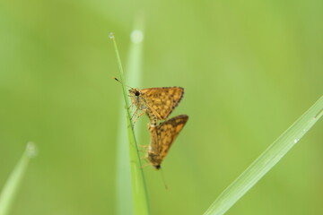 Common Bush Hopper Butterfly in a park