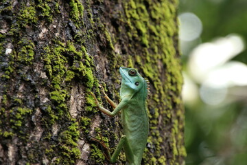 Green crested lizard on a tree trunk