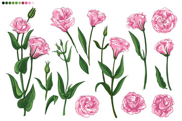 Lisianthus. Eustoma. Flowers line drawn on a white background. Vector sketch of flowers.