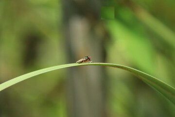 Insects living in a nature park reserve mangrove