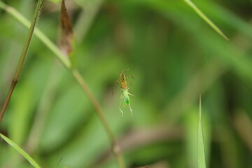 Yellow Spider hanging on its web eating a katydid