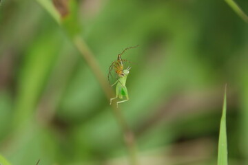 Yellow Spider hanging on its web eating a katydid