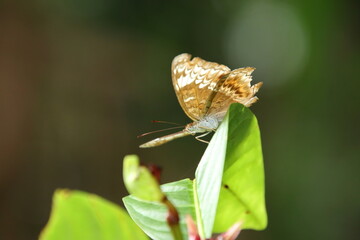 Knight Butterfly sun bathing with wings spread out