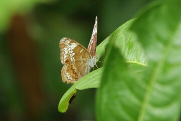 Knight Butterfly sun bathing with wings spread out