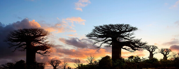Panorama view with sunset  sky scene of the baobab tree in Morondava ,Madagascar