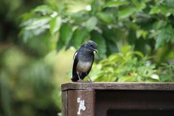Oriental Magpie Robin Close up in a park