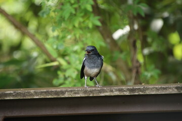 Oriental Magpie Robin Close up in a park