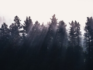 beautiful landscape of trees with rays of light in the mist
