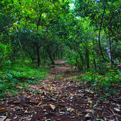 path in the forest