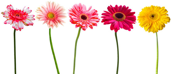 Tiges de gerberas sur fond blanc 