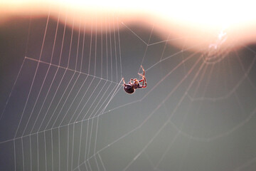 spider on web