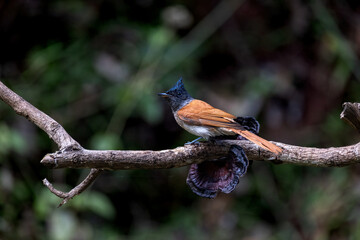 Indian Paradise Flycatcher, Terpsiphone paradisi