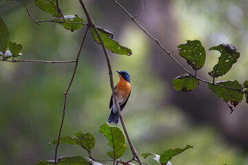 Blue Capped Rock Thrush