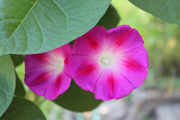 Multicolored flowers of morning glory in the city garden. Gardening.