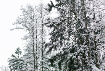 Fir trees covered with snow in winter forest