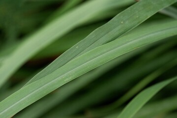 In Selective focus wild grass leaf with dark background 