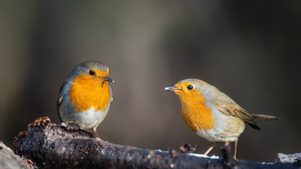 European robin
Erithacus rubecula
Vörösbegy