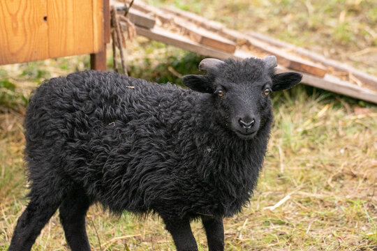 Zwergschafe Bock Lamm Farm